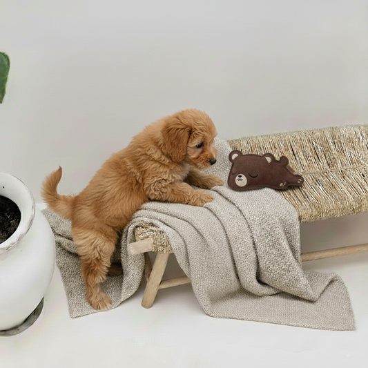 BUDDY. Dog toy made of leather "Little Bear"