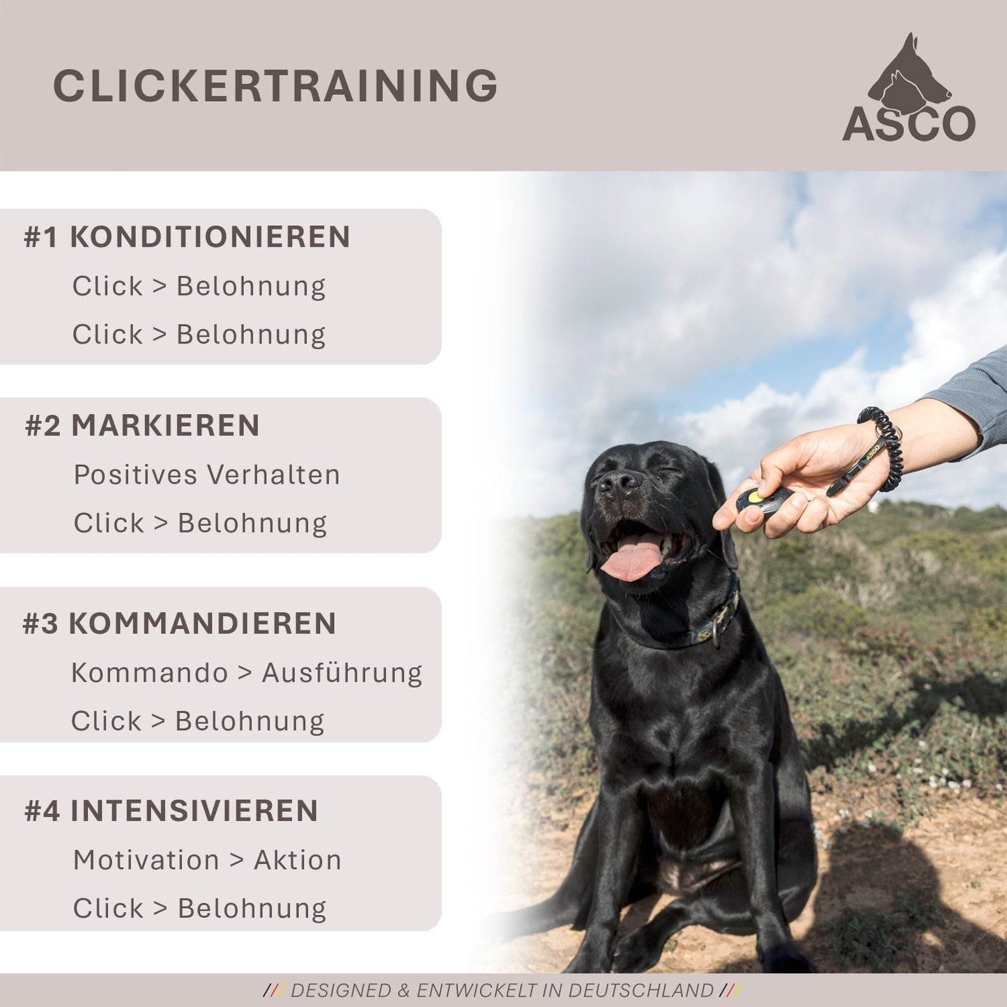 ASCO ClickStick - Target stick with detachable premium clicker - Target stick for dogs cats clicker training - Extendable target stick with extra clicker - Target stick for target training