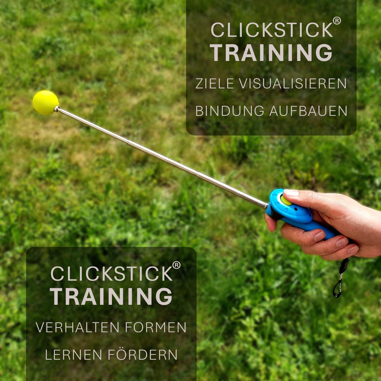 ASCO ClickStick - Target stick with detachable premium clicker - Target stick for dogs cats clicker training - Extendable target stick with extra clicker - Target stick for target training