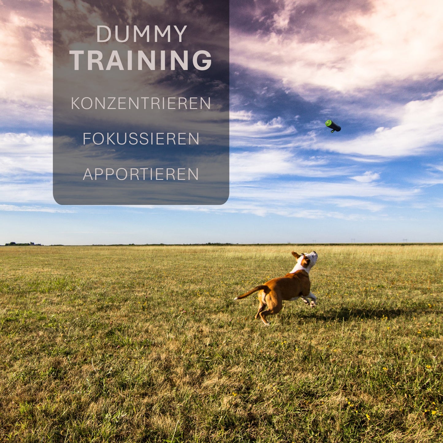 ASCO dog dummy - retrieving and snack dummy (21x7 cm)