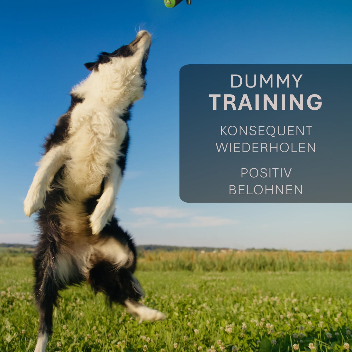 ASCO dog dummy - retrieving and snack dummy (21x7 cm)