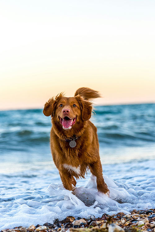 Hundemarke Gravur
