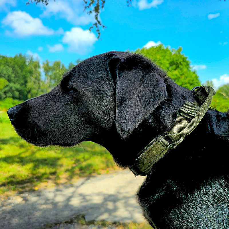 Tactical dog collar with name and handle, free engraving on buckle