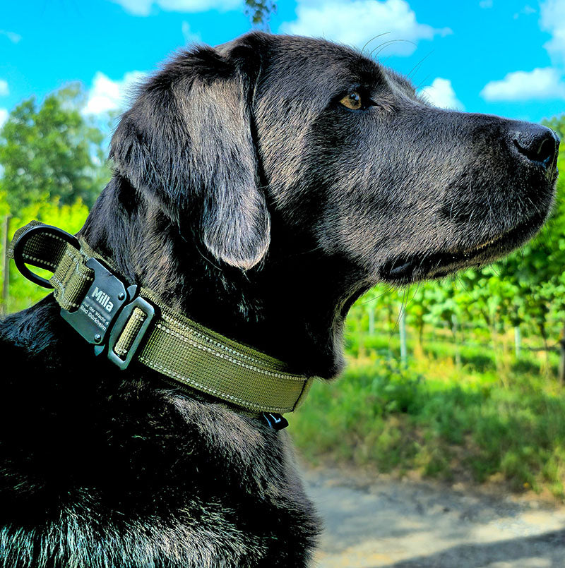Tactical dog collar with name and handle, free engraving on buckle