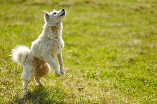 Die besten Outdoor-Aktivitäten mit deinem Hund im Frühling