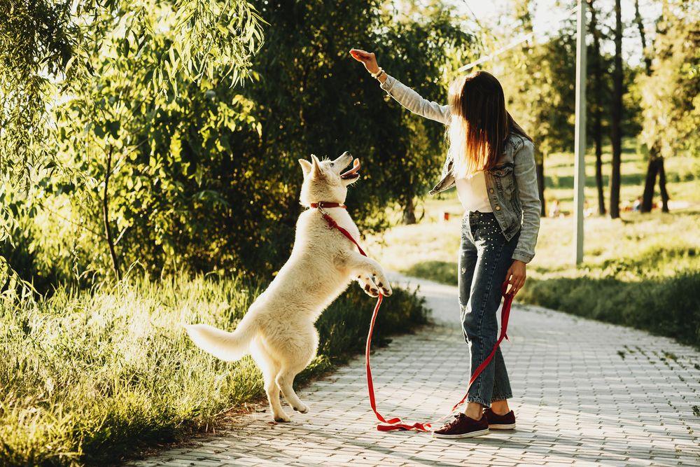 Wie sinnvoll ist ein Hundetrainer oder Hundeflüsterer?