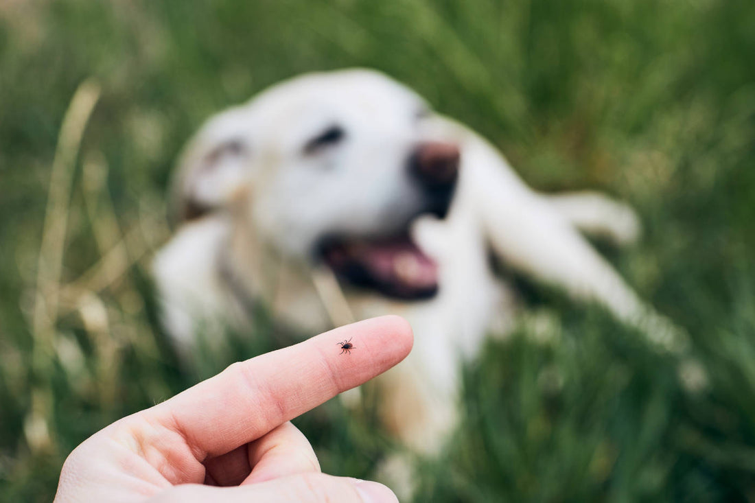 Zeckenbisse bei Hunden