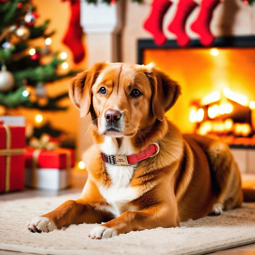 Personalized dog collar Lovi made of nylon & leather - Name & phone number (S-L)