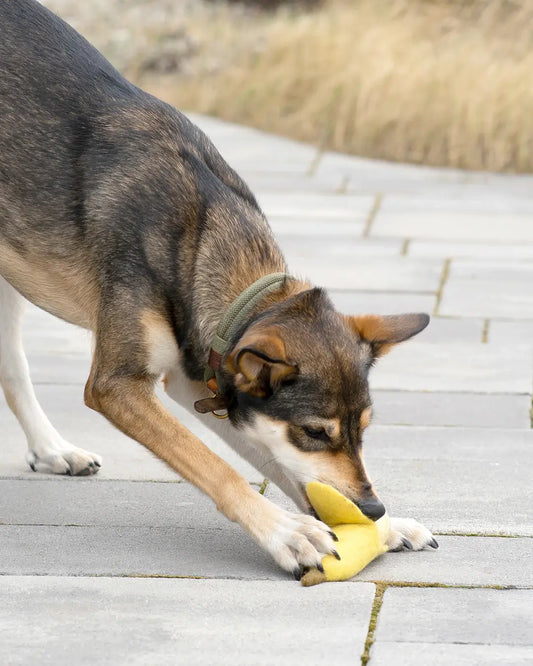 BUDDY. Dog toy made of wool felt "Banana" 