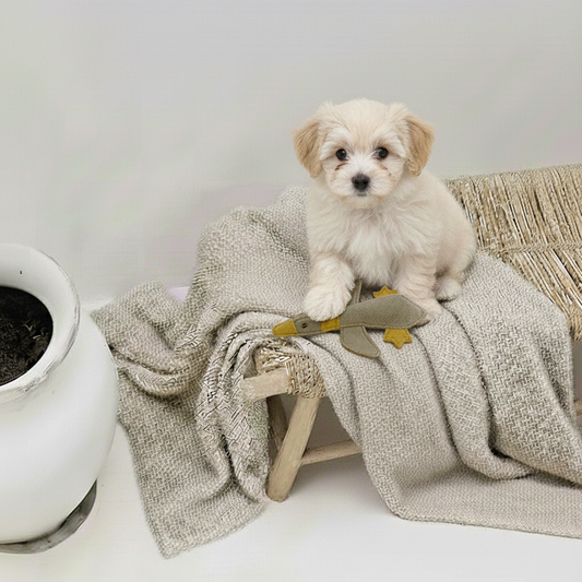 BUDDY. Dog toy made of leather "Little Duck" 