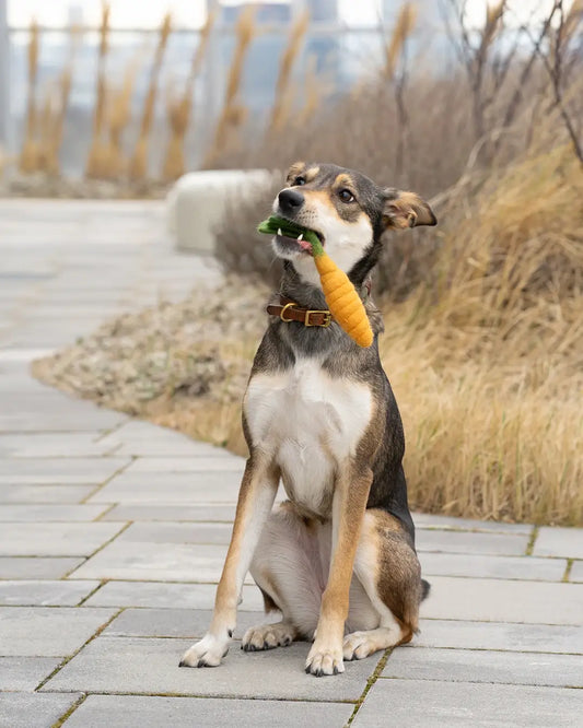 BUDDY. Dog toy made of wool felt "Carrot" 